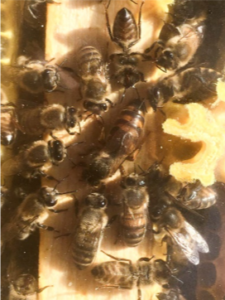 Koningin met haar hofhouding, de voedsterbijen